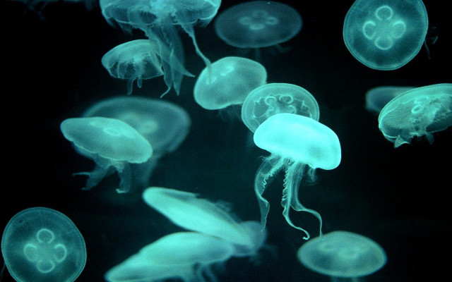 Jellyfish night biolu minimal hologram #2 free wallpaper for desktop - medium preview image