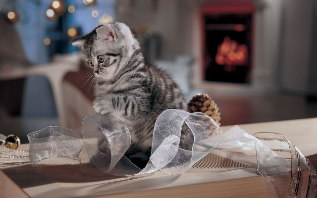 Kitten ribbon pinecones netart photorealistic free wallpaper for desktop - medium preview image