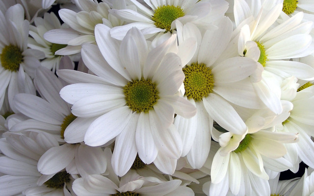 White flowers green centers macro free wallpaper for desktop - medium preview image