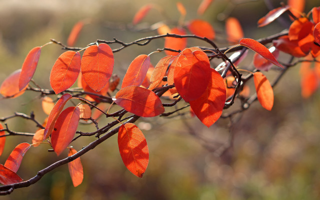 Branch red leaves sunny woods free wallpaper for desktop - medium preview image