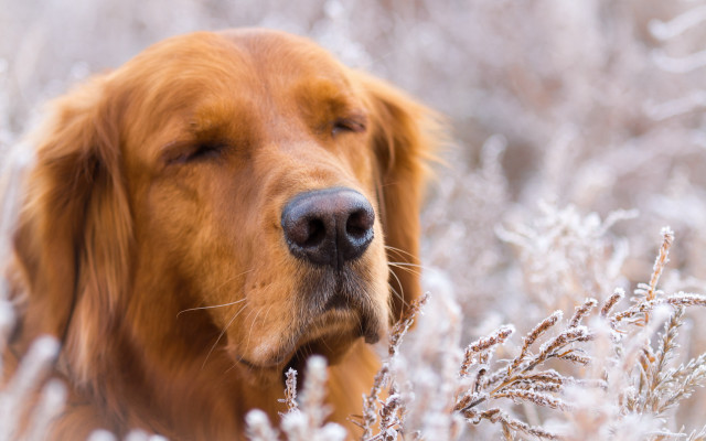 Dog closed eyes winter field free wallpaper for desktop - medium preview image