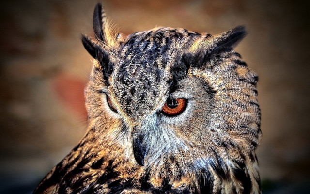 Owl red eye closeup naturalism free wallpaper for desktop - medium preview image