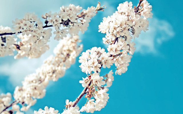 Cherry blossoms white flowers blue free wallpaper for desktop - medium preview image