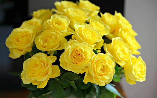 Yellow roses vase still life free wallpaper for desktop - medium preview image