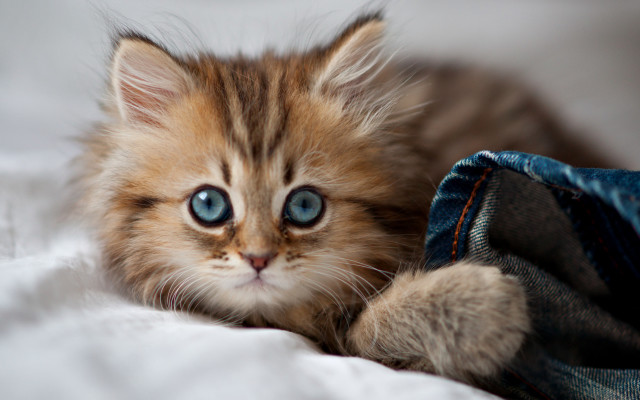 Kitten blue eyes bed jeans free wallpaper for desktop - medium preview image