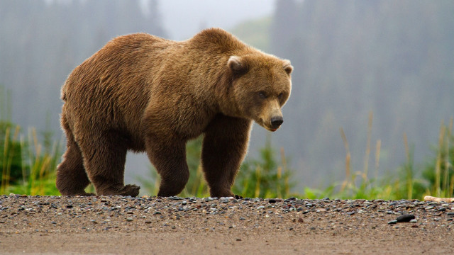 Brown bear gravel road forest free wallpaper for desktop - medium preview image