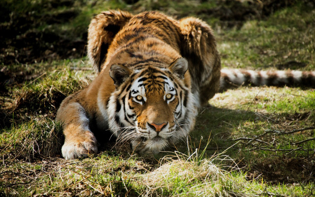 Tiger laying grass closed eyes free wallpaper for desktop - medium preview image