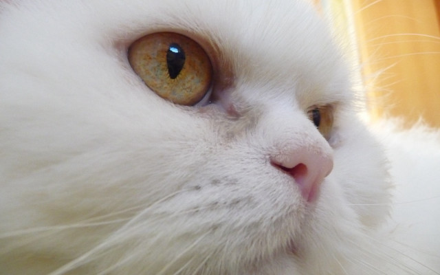 White cat yellow eye macro free wallpaper for desktop - medium preview image