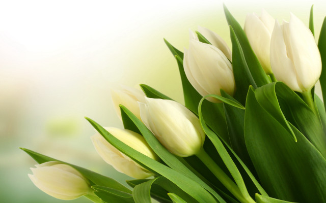 White tulips green leaves table free wallpaper for desktop - medium preview image