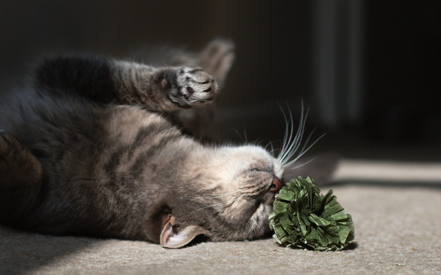 Cat broccoli laying blurry realistic free wallpaper for desktop - medium preview image