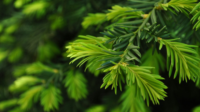 Pine branch green needles blurry free wallpaper for desktop - medium preview image