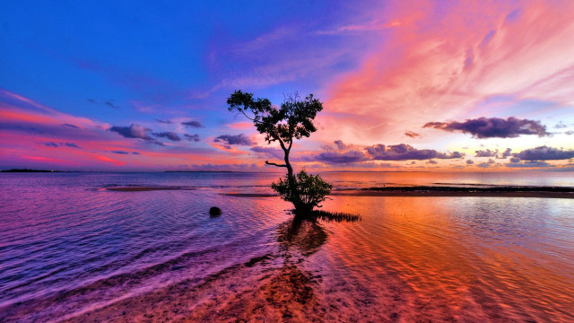 Tree water beach sunset mystical free wallpaper for desktop - medium preview image