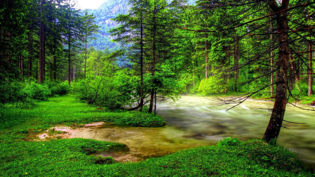 Lush green forest stream mountain free wallpaper for desktop - medium preview image