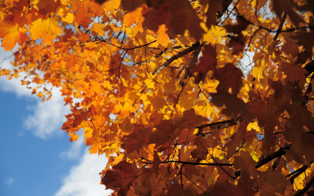 Tree yellow leaves blue sky #3 free wallpaper for desktop - medium preview image