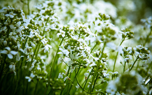 White flowers green stems blurry #2 free wallpaper for desktop - medium preview image
