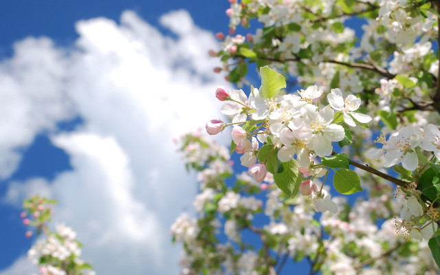 White flower tree branch blue #2 free wallpaper for desktop - medium preview image