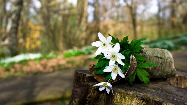 White flowers tree stump woods free wallpaper for desktop - medium preview image