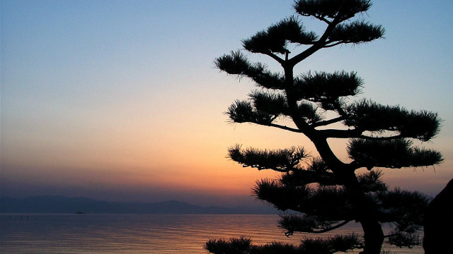 Pine tree sunset ocean boat free wallpaper for desktop - medium preview image