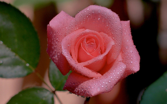 Pink rose water droplets gothic #3 free wallpaper for desktop - medium preview image