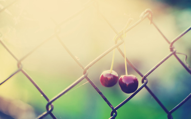 Two cherries wire fence blurry free wallpaper for desktop - medium preview image