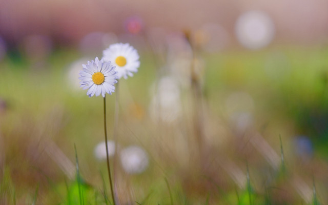 White flowers green field bokeh #2 free wallpaper for desktop - medium preview image