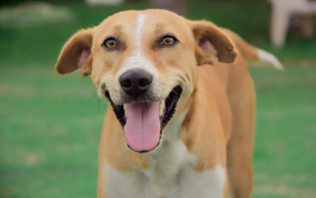 Shiba inu dog tongue open free wallpaper for desktop - medium preview image