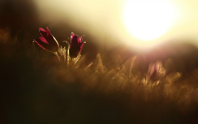 Flower field sun blurry naturalism free wallpaper for desktop - medium preview image