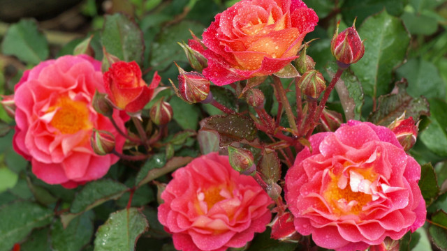 Red roses yellow center green free wallpaper for desktop - medium preview image