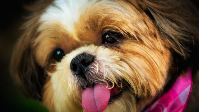 Dog pinkcollar blueeyes shibainu tiltshift free wallpaper for desktop - medium preview image