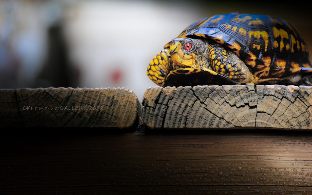 Turtle wooden log table wall free wallpaper for desktop - medium preview image