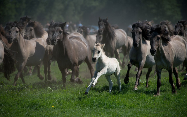 White horse running herd grass free wallpaper for desktop - medium preview image