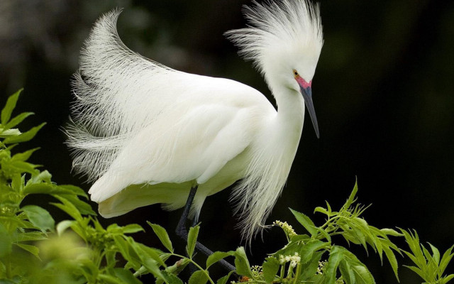 White bird long tail branch #2 free wallpaper for desktop - medium preview image
