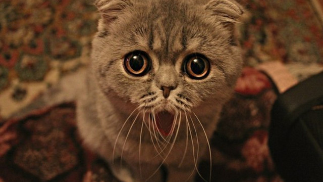 Cat surprised blurry macro remote free wallpaper for desktop - medium preview image