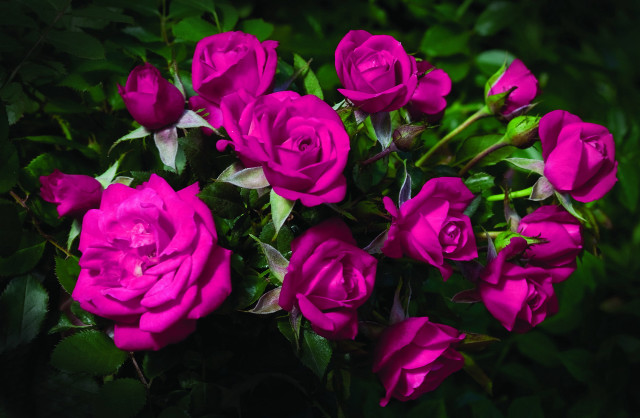 Pink roses bouquet green leaves free wallpaper for desktop - medium preview image