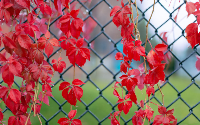 Red leaves fence green field free wallpaper for desktop - medium preview image