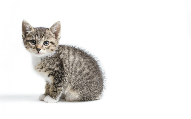 Small kitten white floor animal free wallpaper for desktop - medium preview image