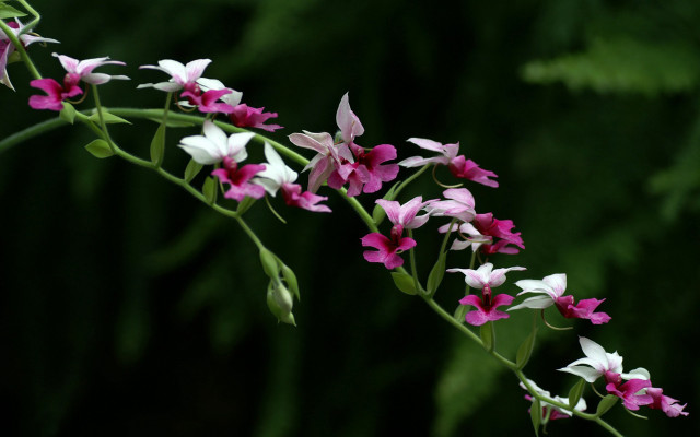 Daisy lily lotus pink white free wallpaper for desktop - medium preview image