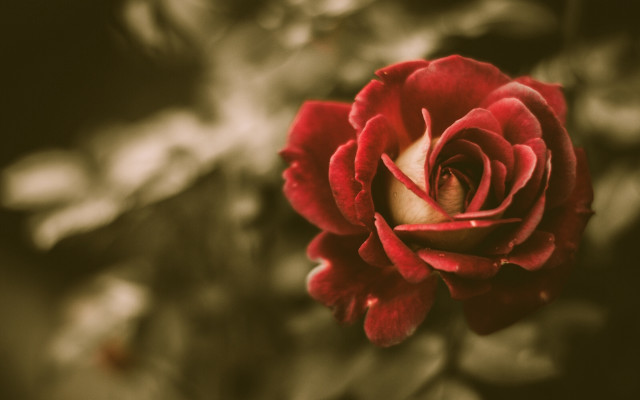Red rose bokeh flower macro free wallpaper for desktop - medium preview image