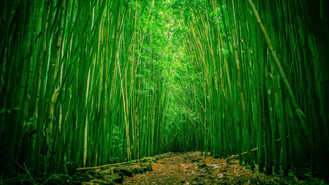 Bamboo forest path green leaves free wallpaper for desktop - medium preview image
