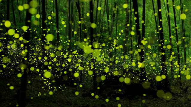 Fireflies christmas magic forest nature free wallpaper for desktop - medium preview image