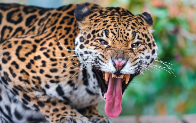 Leopard open mouthed tongue blurry free wallpaper for desktop - medium preview image
