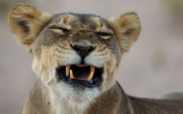 Lion open mouth puzzle photorealistic free wallpaper for desktop - medium preview image