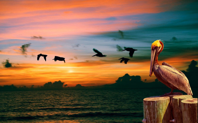 Bird on post sunset over free wallpaper for desktop - medium preview image