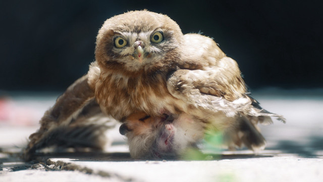 Small owl ground green object free wallpaper for desktop - medium preview image