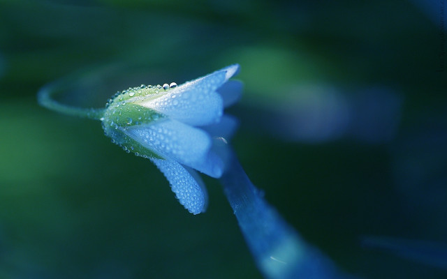 Blue flower water droplets macro free wallpaper for desktop - medium preview image