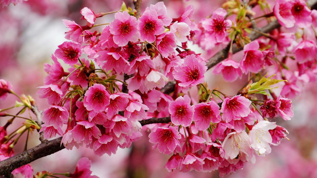 Pink flower tree spring blurry free wallpaper for desktop - medium preview image