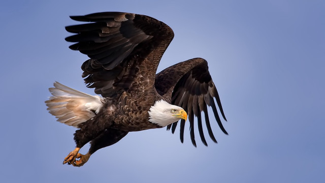 Bald eagle flying blue sky #2 free wallpaper for desktop - medium preview image