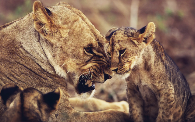 Lions playing wildlife bite sharp free wallpaper for desktop - medium preview image