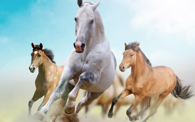 Three horses running field blue free wallpaper for desktop - medium preview image