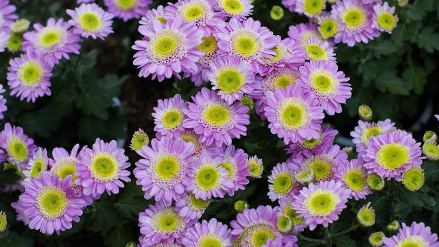 Purple flowers yellow centers garden free wallpaper for desktop - medium preview image